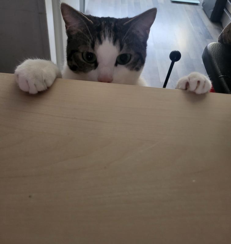 Yuki