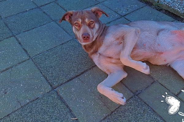 Lila