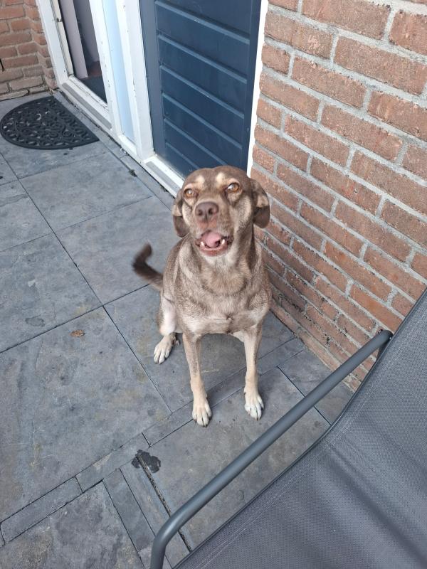 Lila