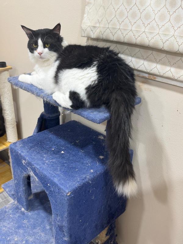 Zorro