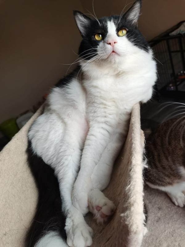 Zorro