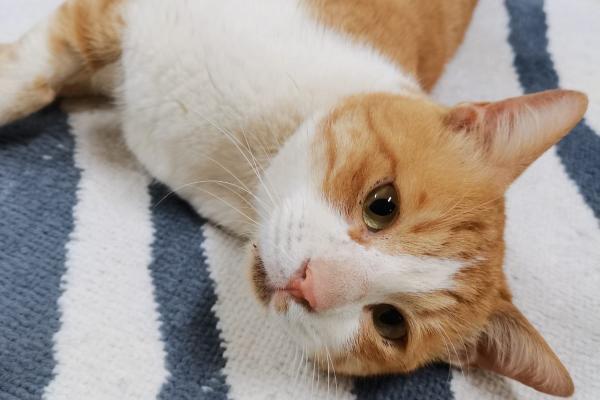 Simon