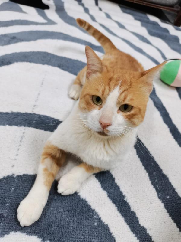 Simon