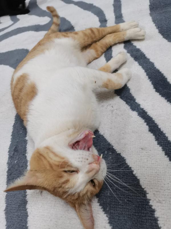 Simon