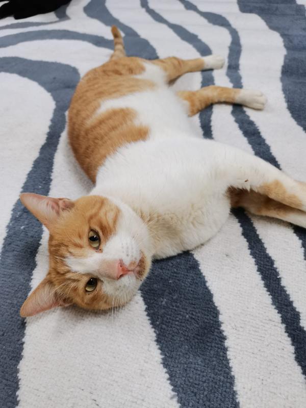 Simon