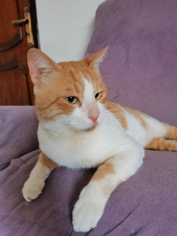 Simon