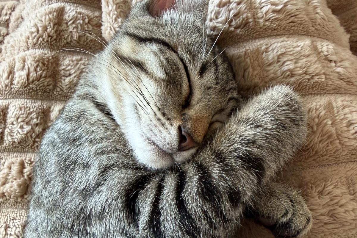 Mochi