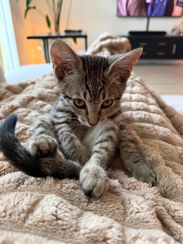 Mochi