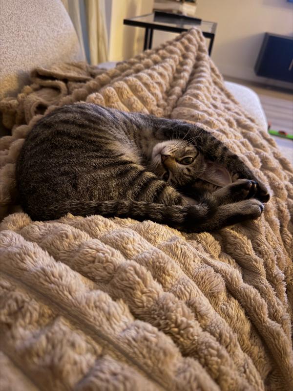 Mochi