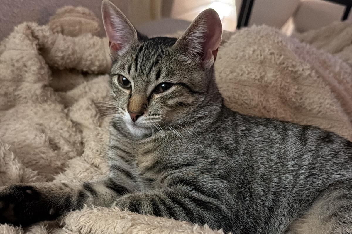 Mochi