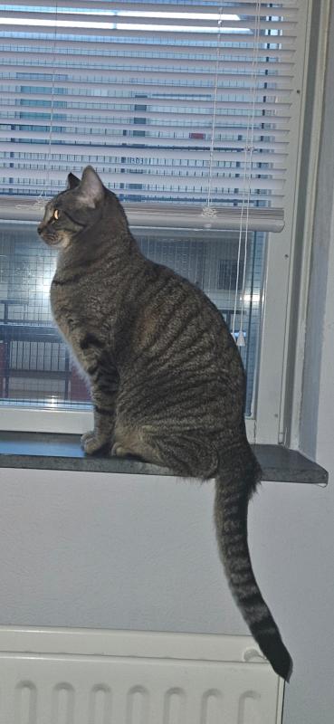 Jip