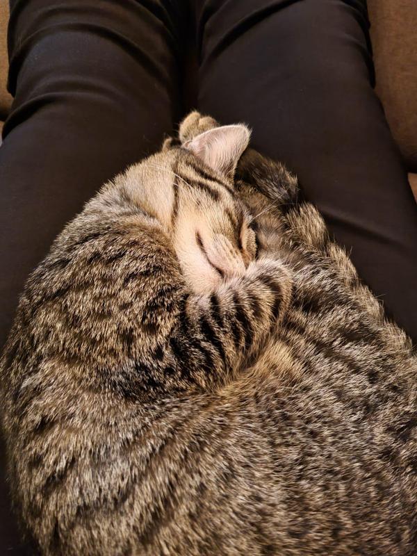 Nala