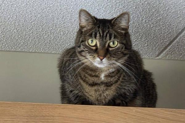 Nala