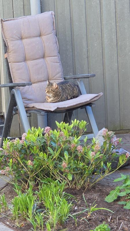 Tijgertje