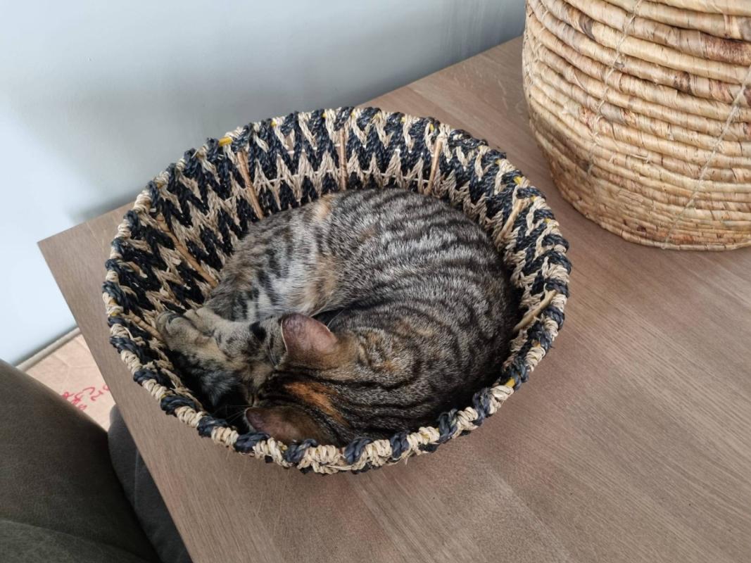 Tijgertje