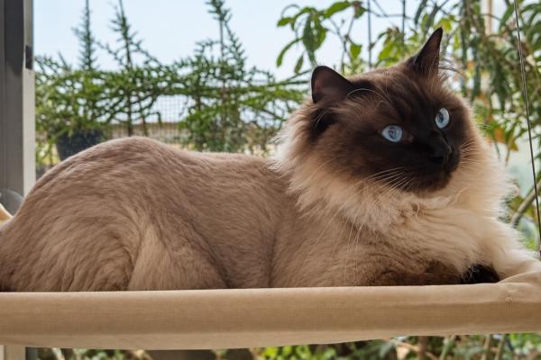 Loki