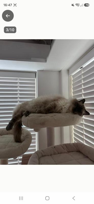 Pip