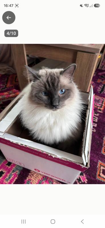 Pip