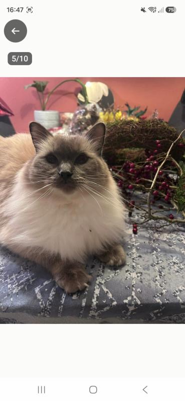 Pip