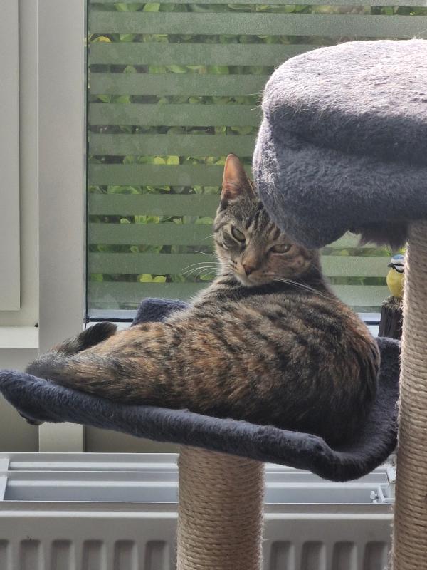 Nova