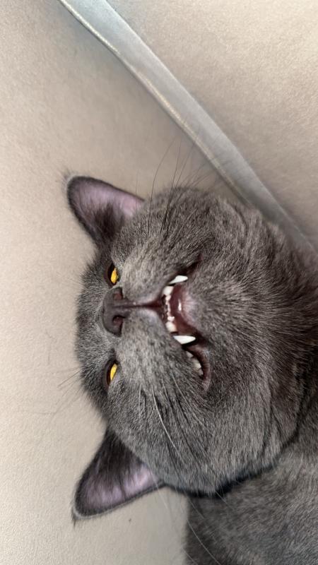 Freek