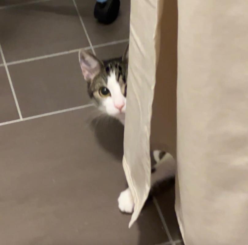 Pip