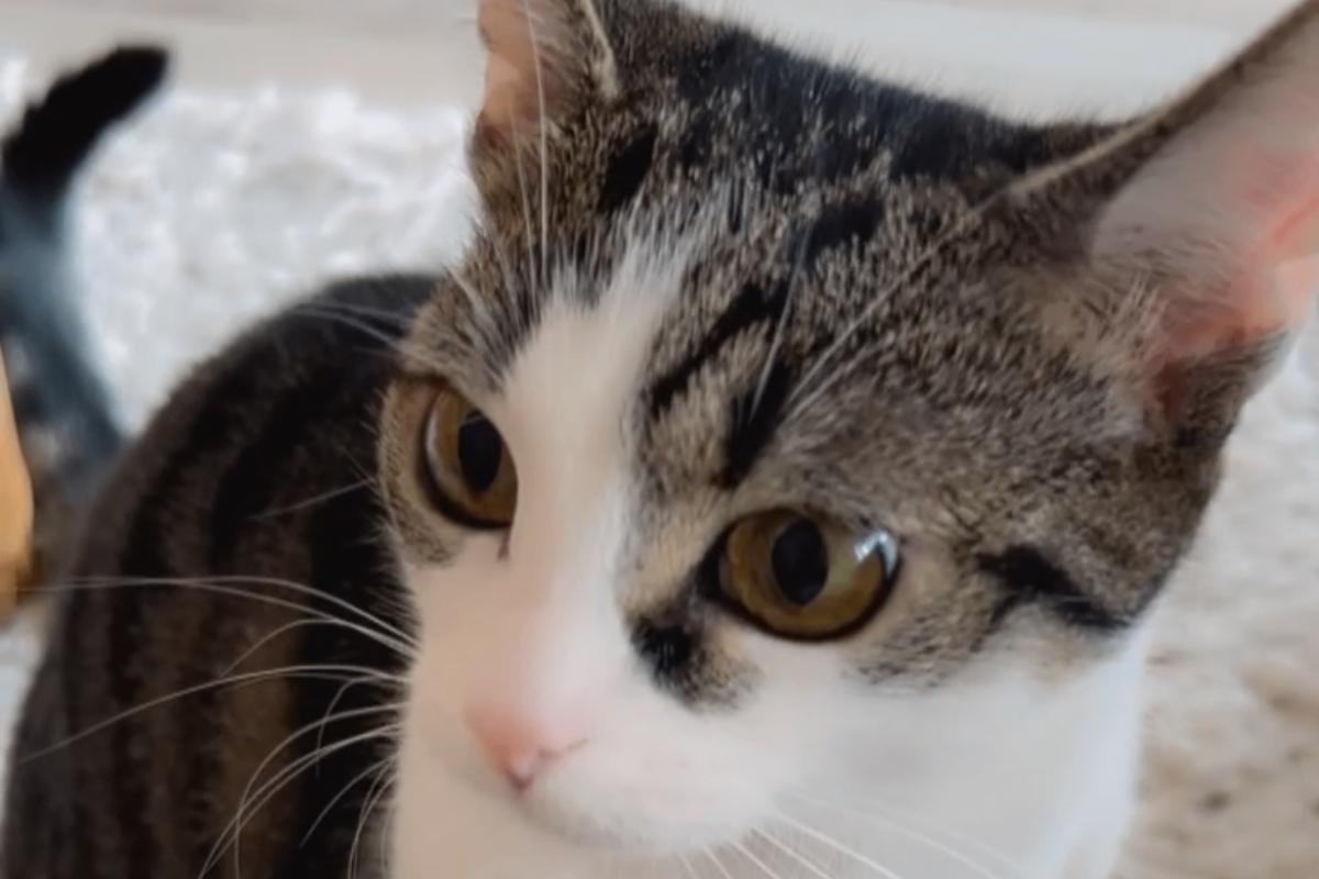 Pip