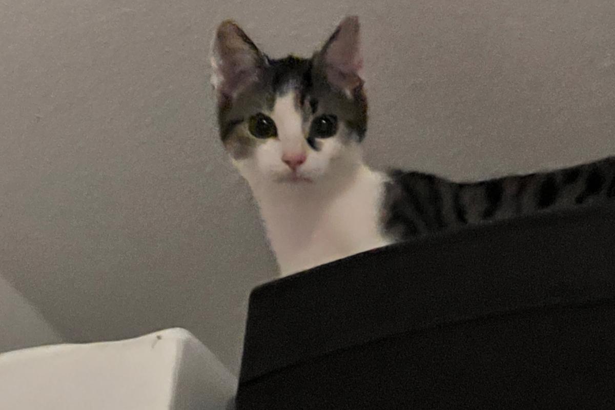 Pip