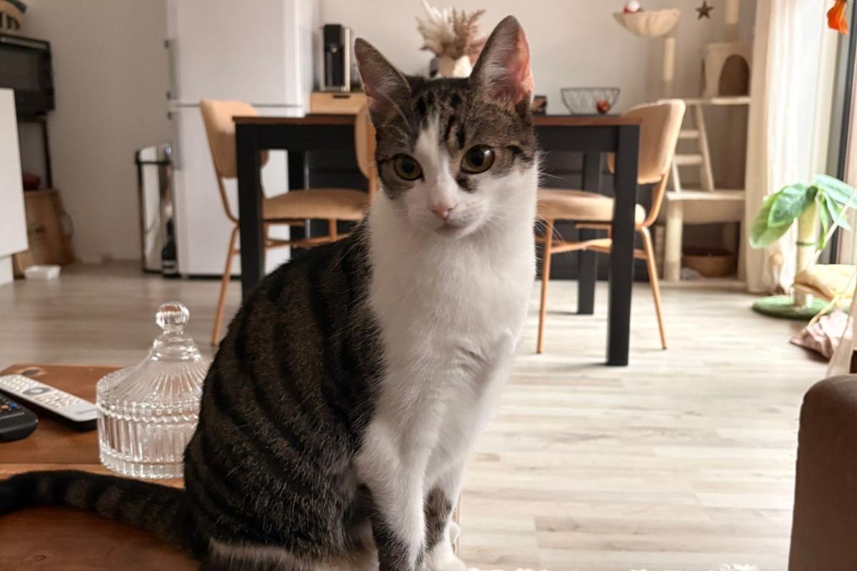 Pip