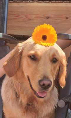 Nala