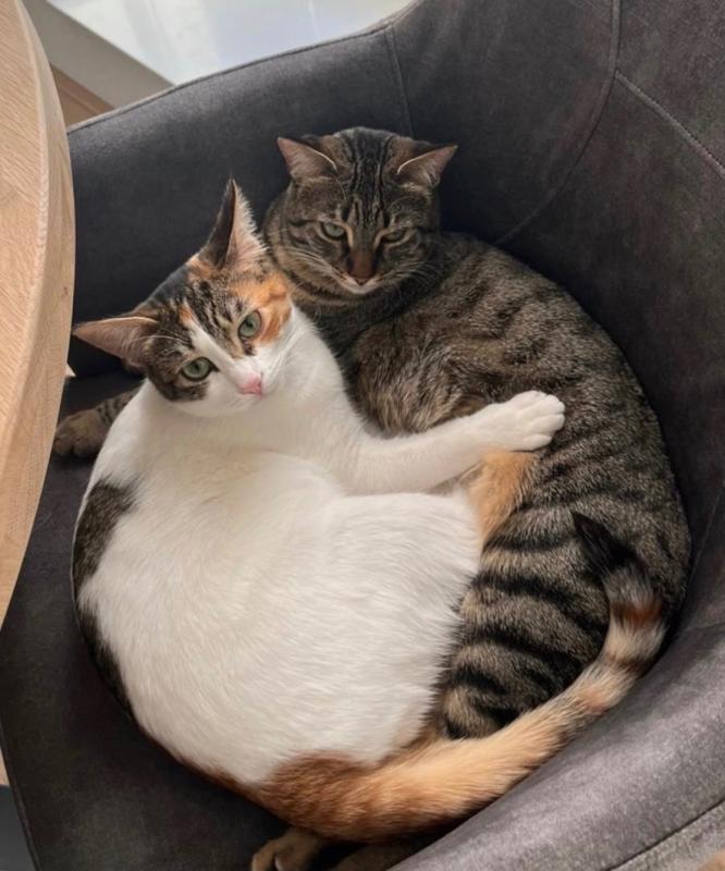 Tijger