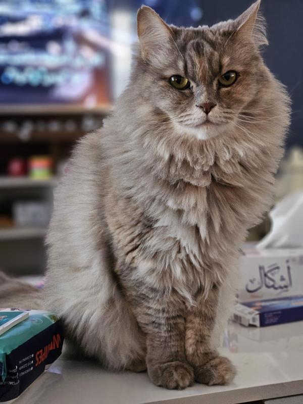 Lala