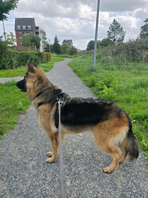 Ilja
