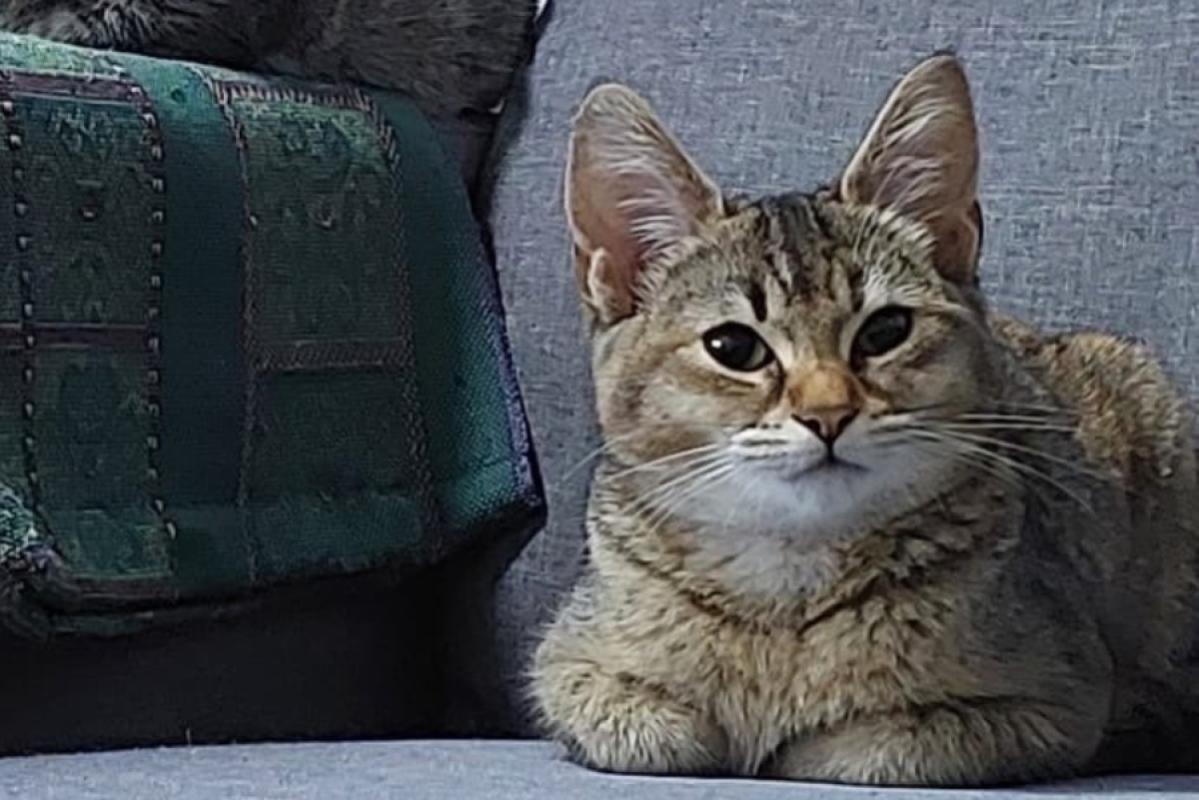 Mila