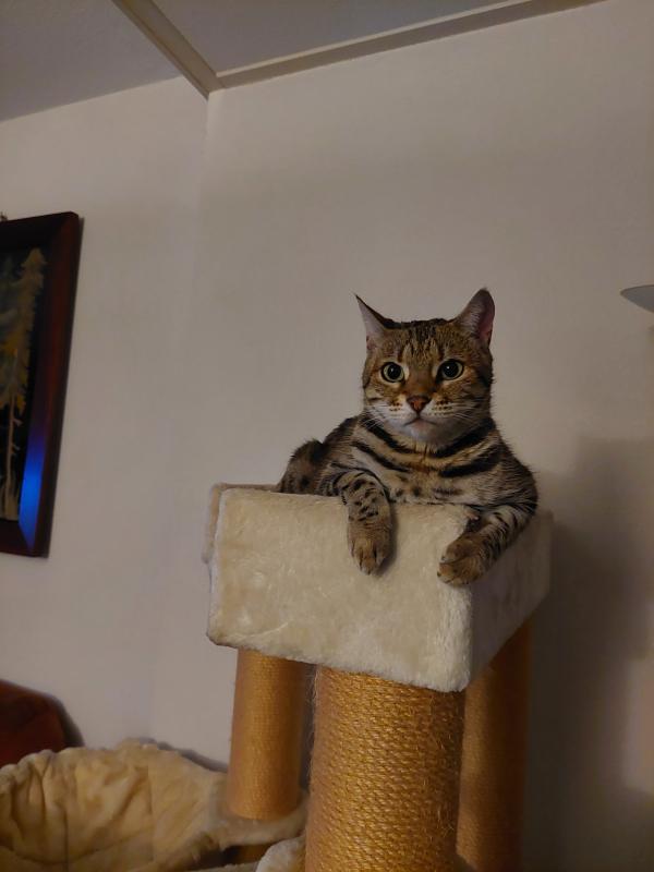 Queshua