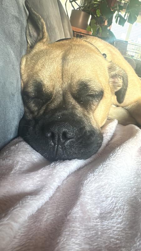 Kaya