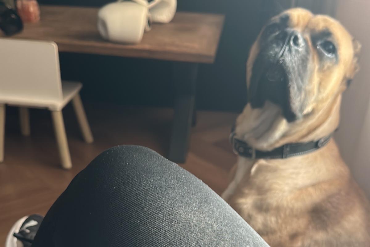 Kaya
