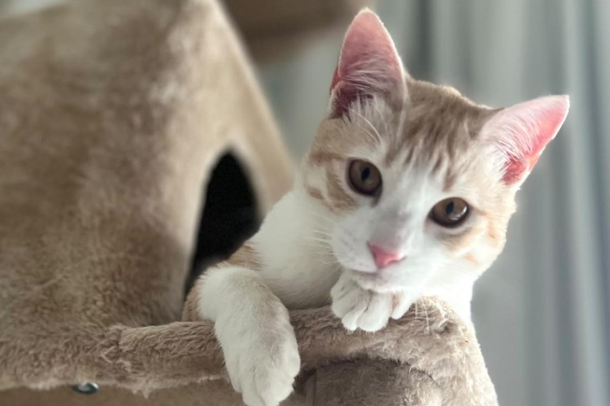 Hazel