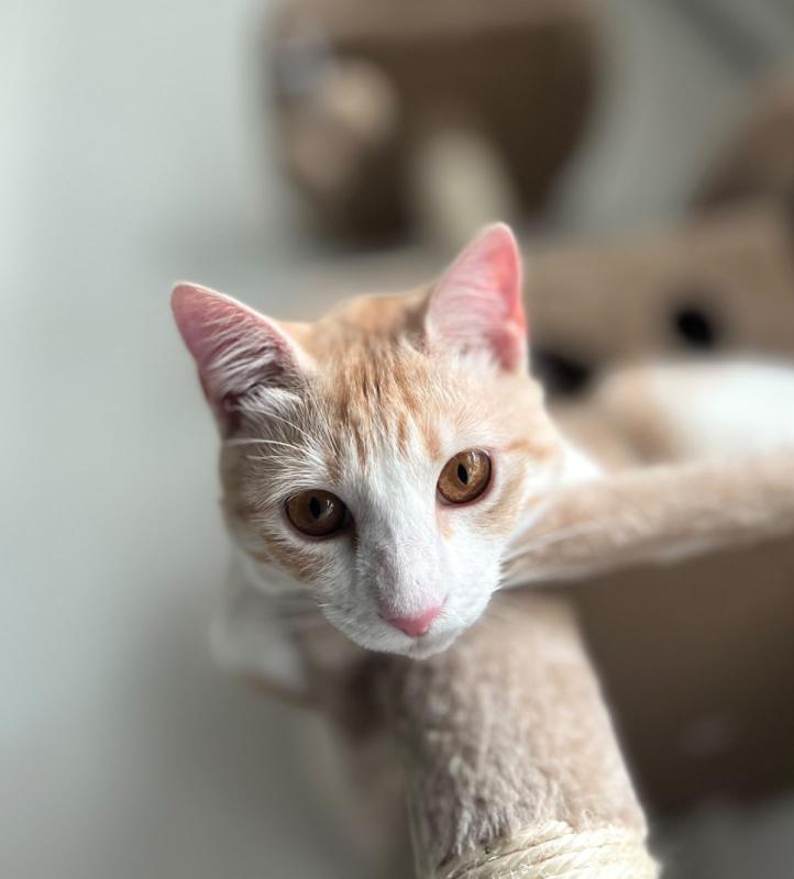 Hazel