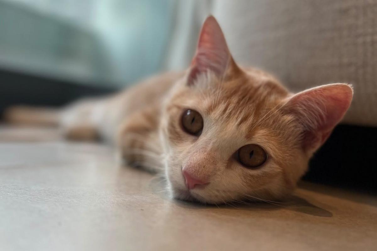 Hazel