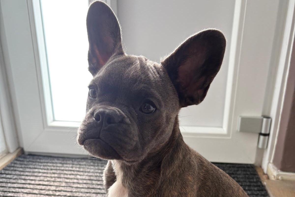 Dobby