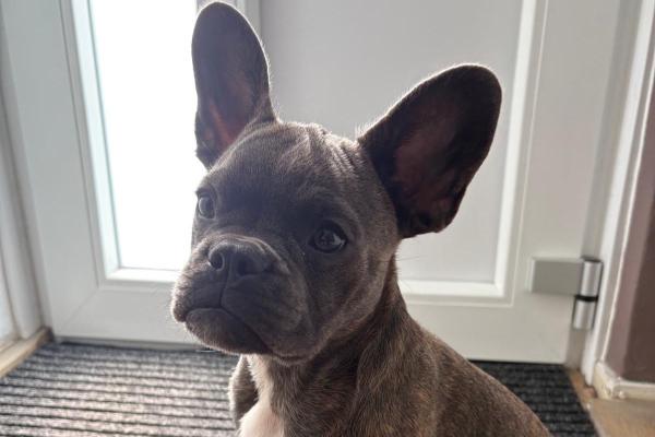 Dobby