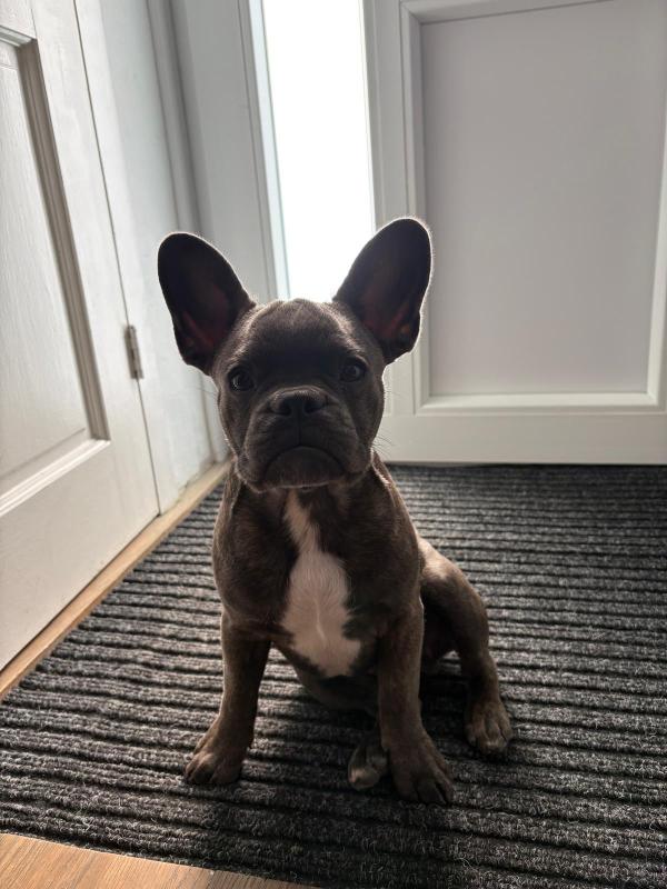 Dobby