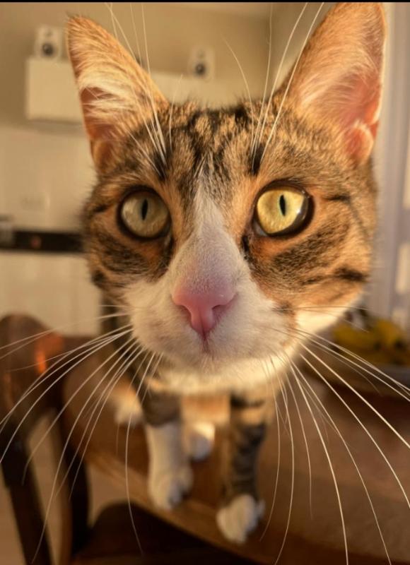 Whiskey