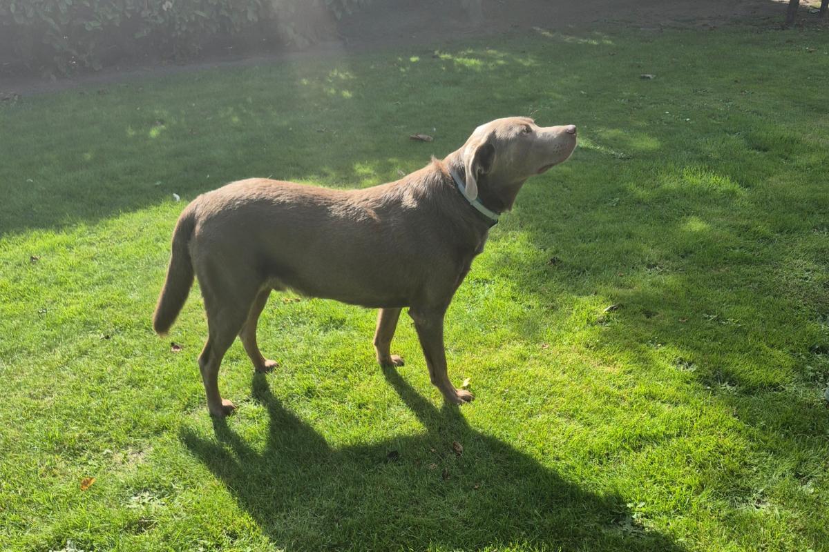 Ares