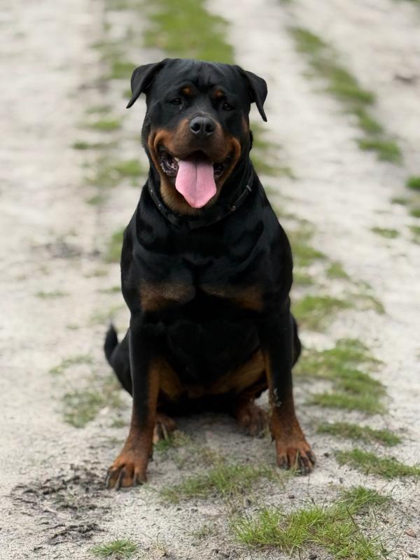 Lieve