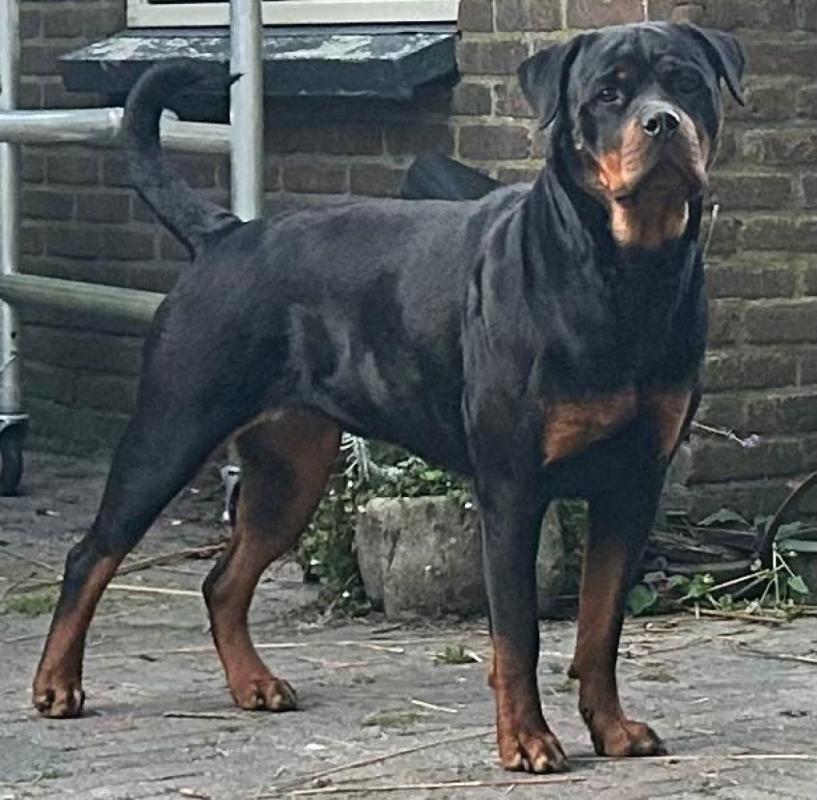 Lieve
