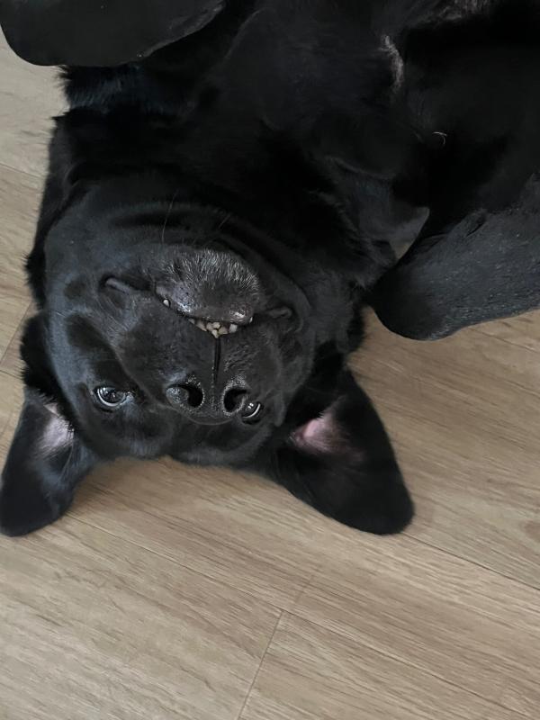 Dobber