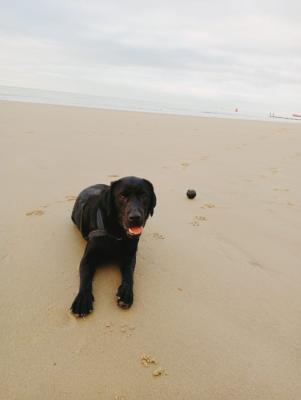 Dobber