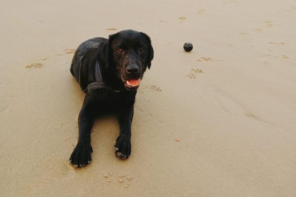 Dobber